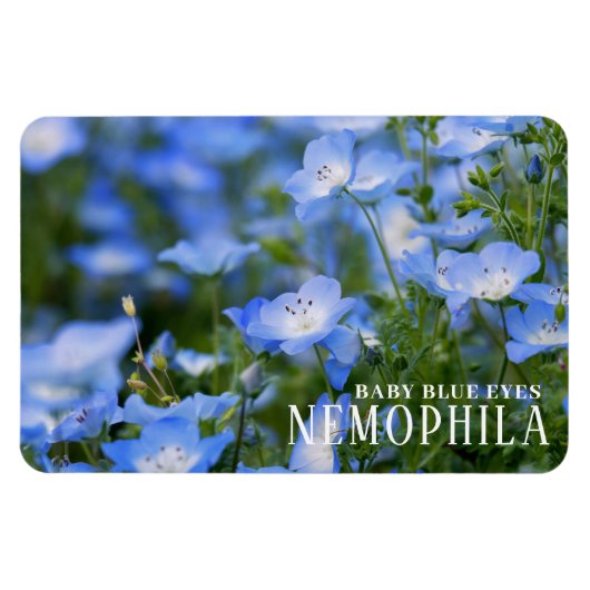 NEMOPHILA (Baby Blue Eyes) Magnet (Horizontal)
