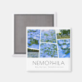 NEMOPHILA (Baby Blue Eyes) Magnet (Vorderseite/Rückseite)