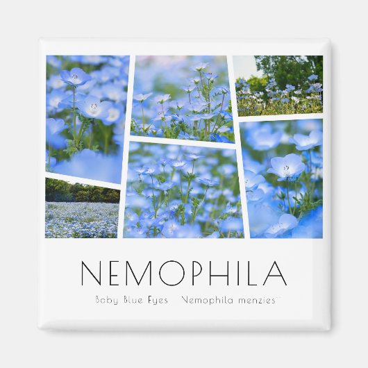 NEMOPHILA (Baby Blue Eyes) Magnet (Vorne)