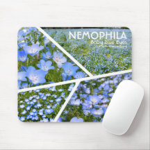 NEMOPHILA(Baby Blue Eyes)