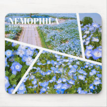 NEMOPHILA(Baby Blue Eyes)