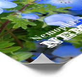 NEMOPHILA(Baby Blue Eyes) Poster (Ecke)