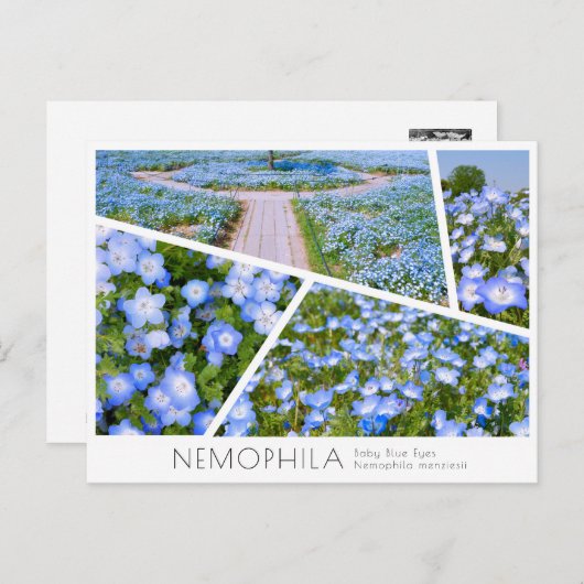 NEMOPHILA(Baby Blue Eyes) Postkarte (Vorne/Hinten)