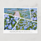 NEMOPHILA(Baby Blue Eyes) Postkarte (Vorderseite)