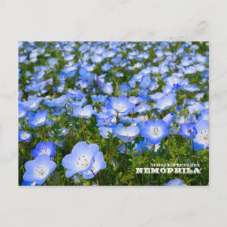 NEMOPHILA(Baby Blue Eyes) Postkarte