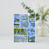 NEMOPHILA（Baby Blue Eyes） Postkarte (Stehend Vorderseite)