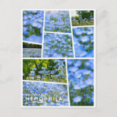 NEMOPHILA（Baby Blue Eyes） Postkarte (Vorderseite)