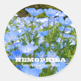 NEMOPHILA（Baby Blue Eyes） Runder Aufkleber