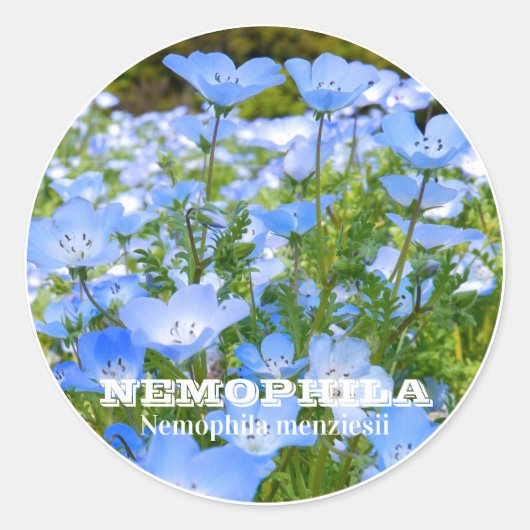 NEMOPHILA（Baby Blue Eyes） Runder Aufkleber (Vorderseite)
