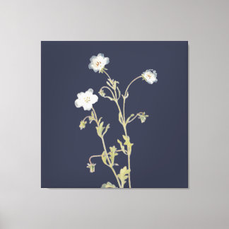 Nemophila-Blumen Leinwanddruck
