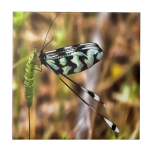 Nemoptera bipennis Spoon-Winged Insekt Art Fliese