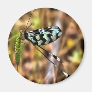 Nemoptera bipennis Spoon-Winged Insekt Art Magnet