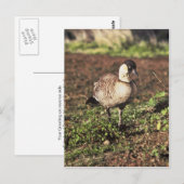 Nene Gans (Hawaiianische Gans) Postkarte (Vorne/Hinten)