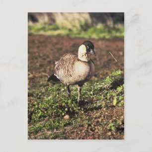 Nene Gans (Hawaiianische Gans) Postkarte