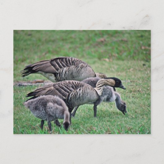 Nene Postkarte (Vorderseite)