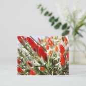 Neneo, Torres del Paine, Chile Postkarte (Stehend Vorderseite)