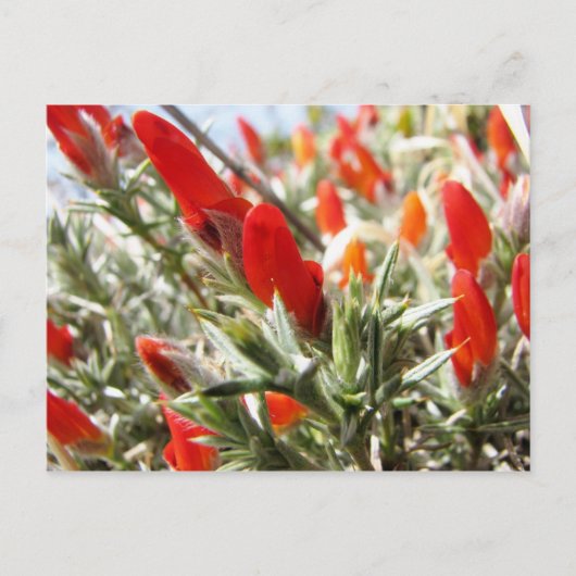 Neneo, Torres del Paine, Chile Postkarte (Vorderseite)