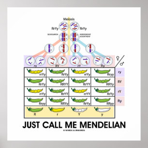 Nennen Sie mich Mendelian (Punnett Square Genetik) Poster