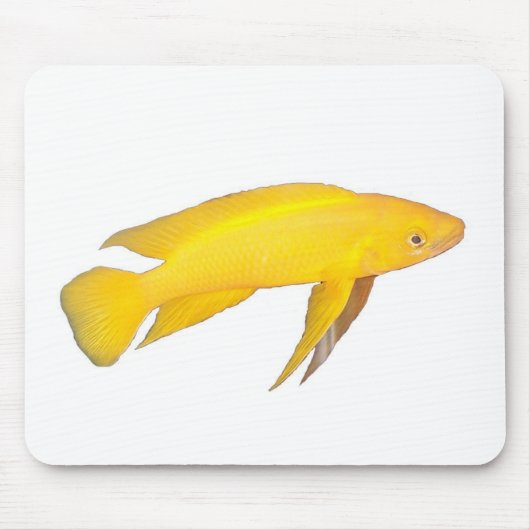Neolamprologus leleupi mousepad (Vorne)