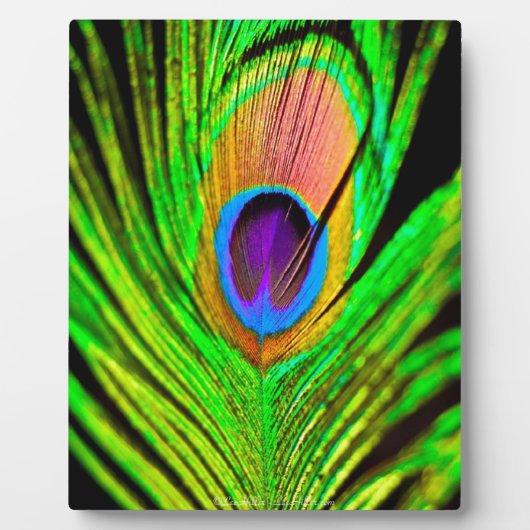 Neon Colors Peacock Feather Fotoplatte (Vorderseite)