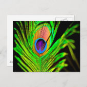 Neon Colors Peacock Feather Postkarte (Vorne/Hinten)