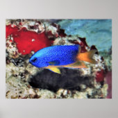 Neon Damselfish Poster (Vorne)