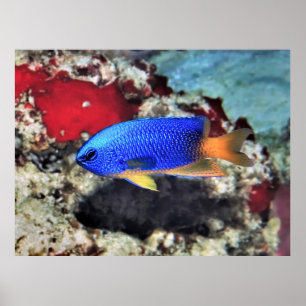 Neon Damselfish Poster