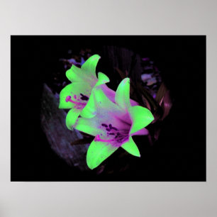 Neon Lilies Foto Poster / Print