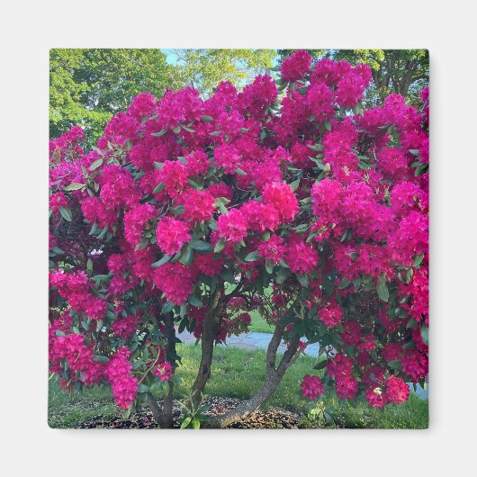 Neon Nature Magnet (Vorne)