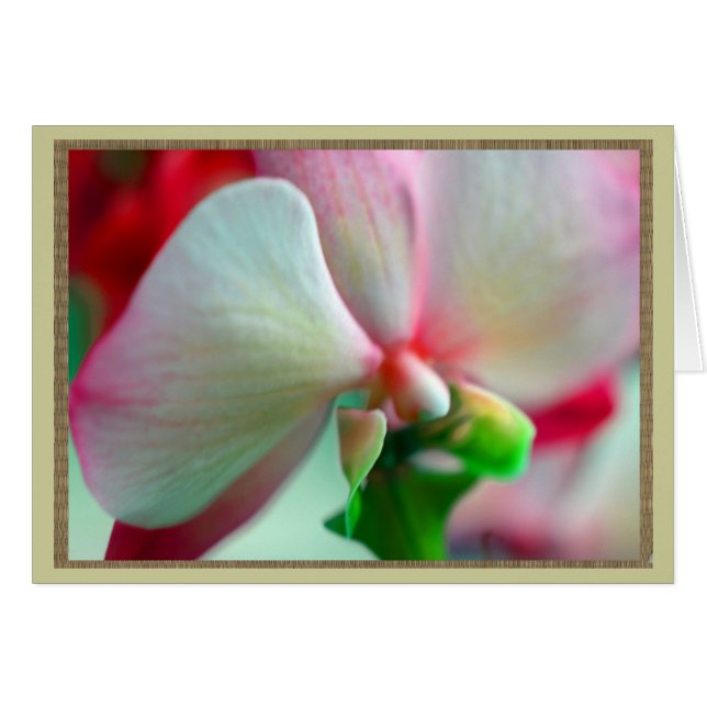 Neon Orchid (Vorderseite (Horizontal))