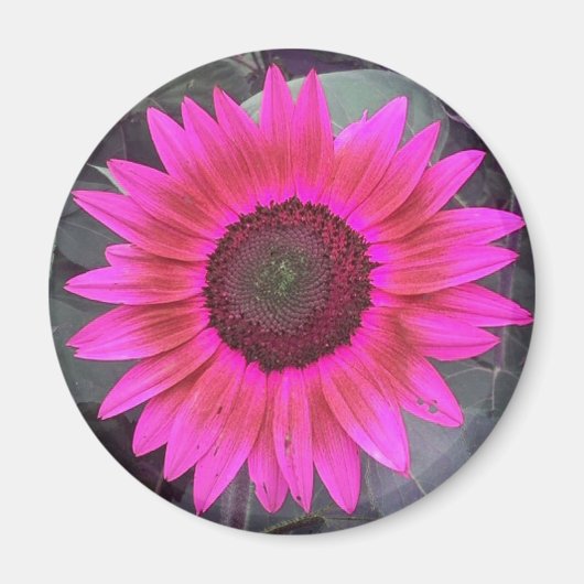 Neon Pink Sunflower Magnet (Vorne)