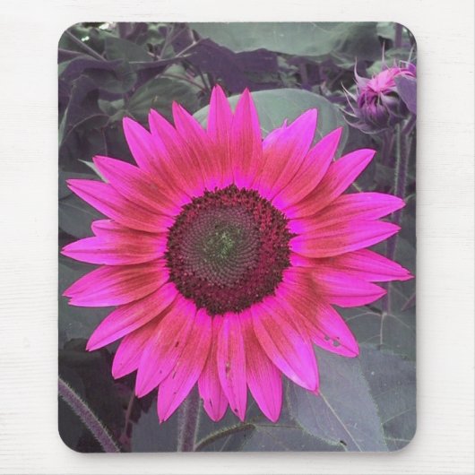 Neon Pink Sunflower Mousepad (Vorne)