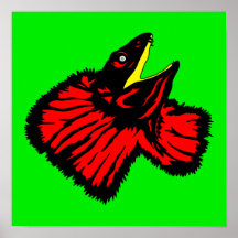 Neon Red Frilled Nackenechard