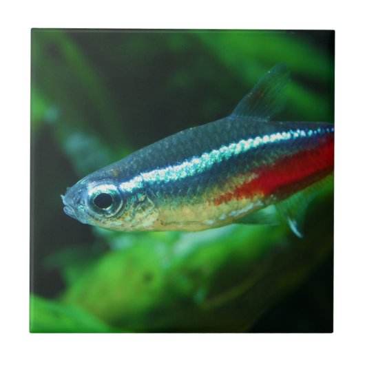 Neon Tetra Fish Paracheirodon Innesi Fliese (Vorderseite)