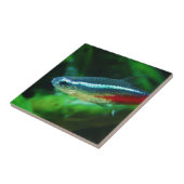 Neon Tetra Fish Paracheirodon Innesi Fliese (Seite)