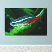 Neon Tetra Fish Paracheirodon Innesi Leinwanddruck (Insitu (Holzboden))