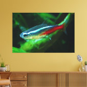 Neon Tetra Fish Paracheirodon Innesi Leinwanddruck (Insitu (Wohnzimmer))