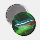 Neon Tetra Fish Paracheirodon Innesi Magnet (Vorderseite/Rückseite)