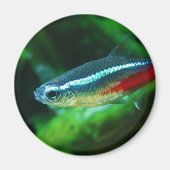 Neon Tetra Fish Paracheirodon Innesi Magnet (Vorne)