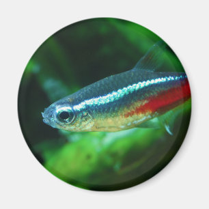 Neon Tetra Fish Paracheirodon Innesi Magnet