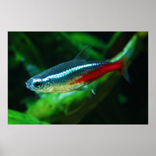 Neon Tetra Fish Paracheirodon Innesi Poster (Vorne)