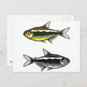 Neon Tetra Postkarte (Vorne/Hinten)