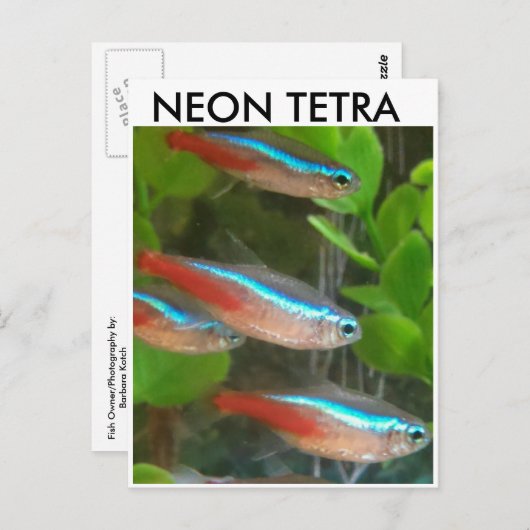 Neon Tetra Postkarte (Vorne/Hinten)