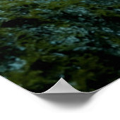 Neon Tetras Plecostomus Aquarium Fish Tank Lovers Poster (Ecke)