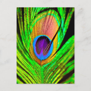 Neonfarben Pfauenfeder Postkarte