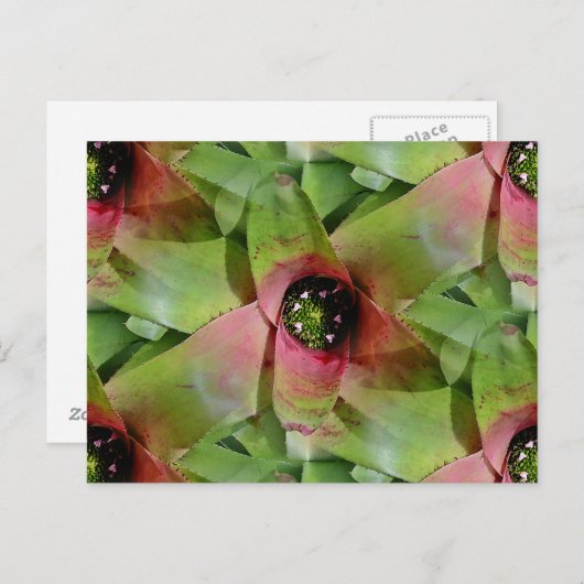 Neoregelia Bromeliad 'Tossed Salad' Postkarte (Vorne/Hinten)