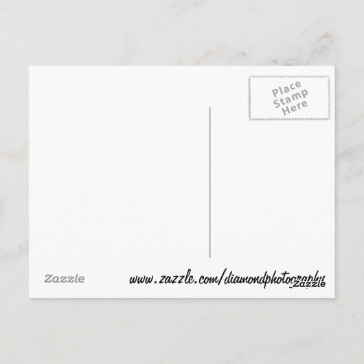 Neoregelia Bromeliad 'Tossed Salad' Postkarte (Rückseite)