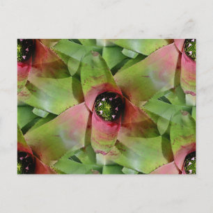 Neoregelia Bromeliad 'Tossed Salad' Postkarte