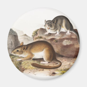 NeotomaMaus (Neotoma Drummondii) Magnet