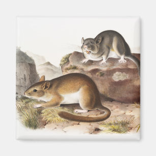 NeotomaMaus (Neotoma Drummondii) Magnet